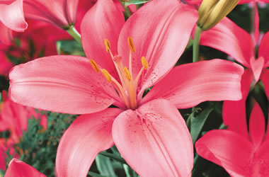 (27A) LA Lilies 'Batistero'