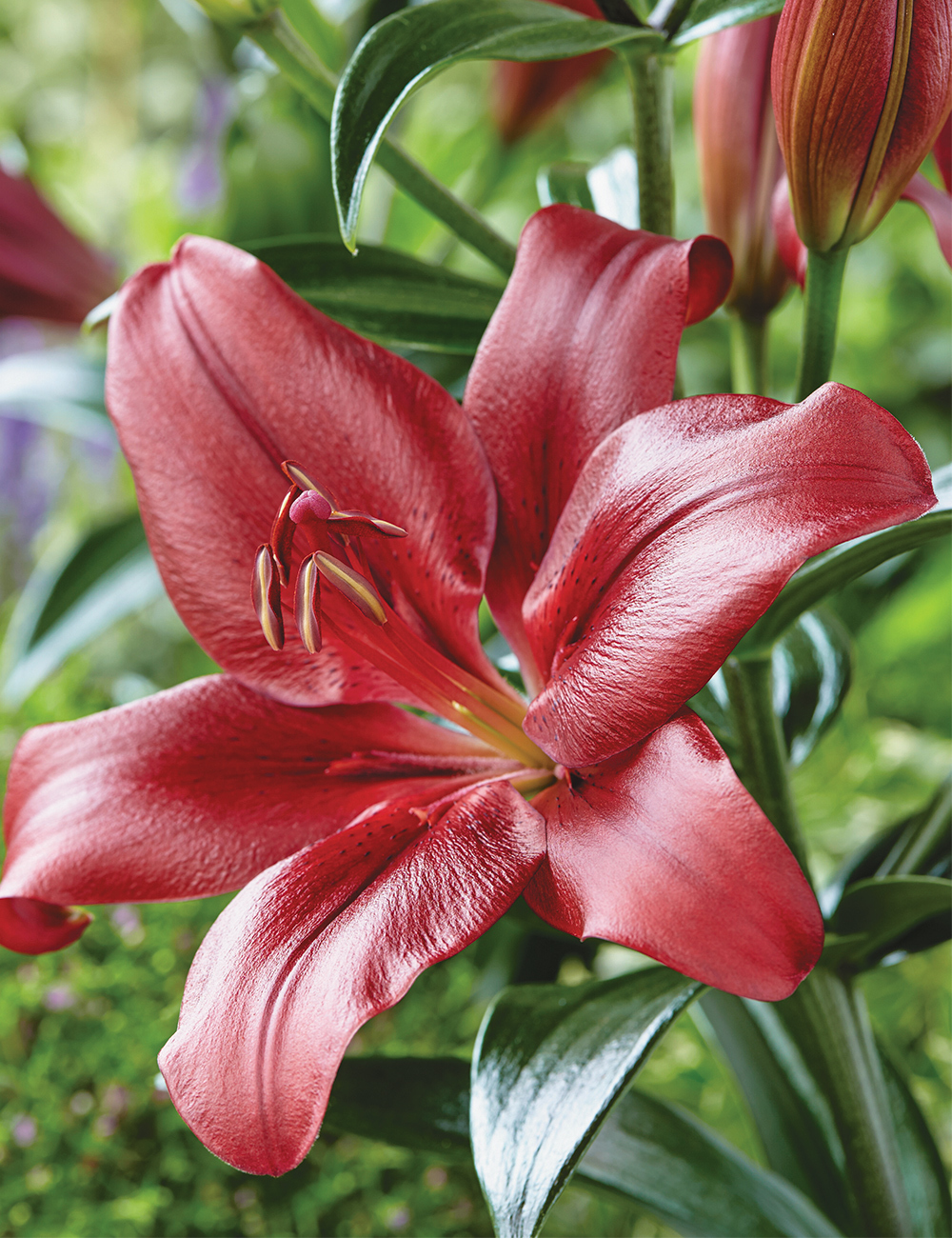 LA Lilium 'Batavus'