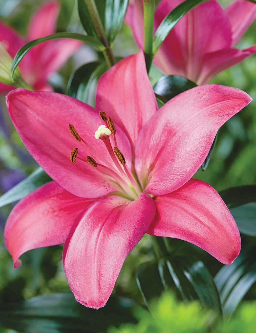 LA Lilium 'Boardwalk'