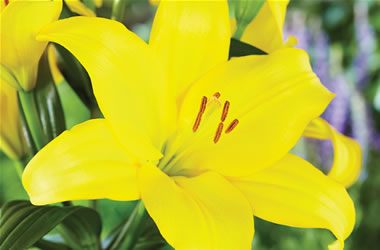 LA Lilies Beau Soleil