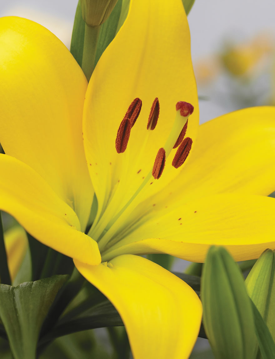 BULK BUY LA Lilies Cevennes