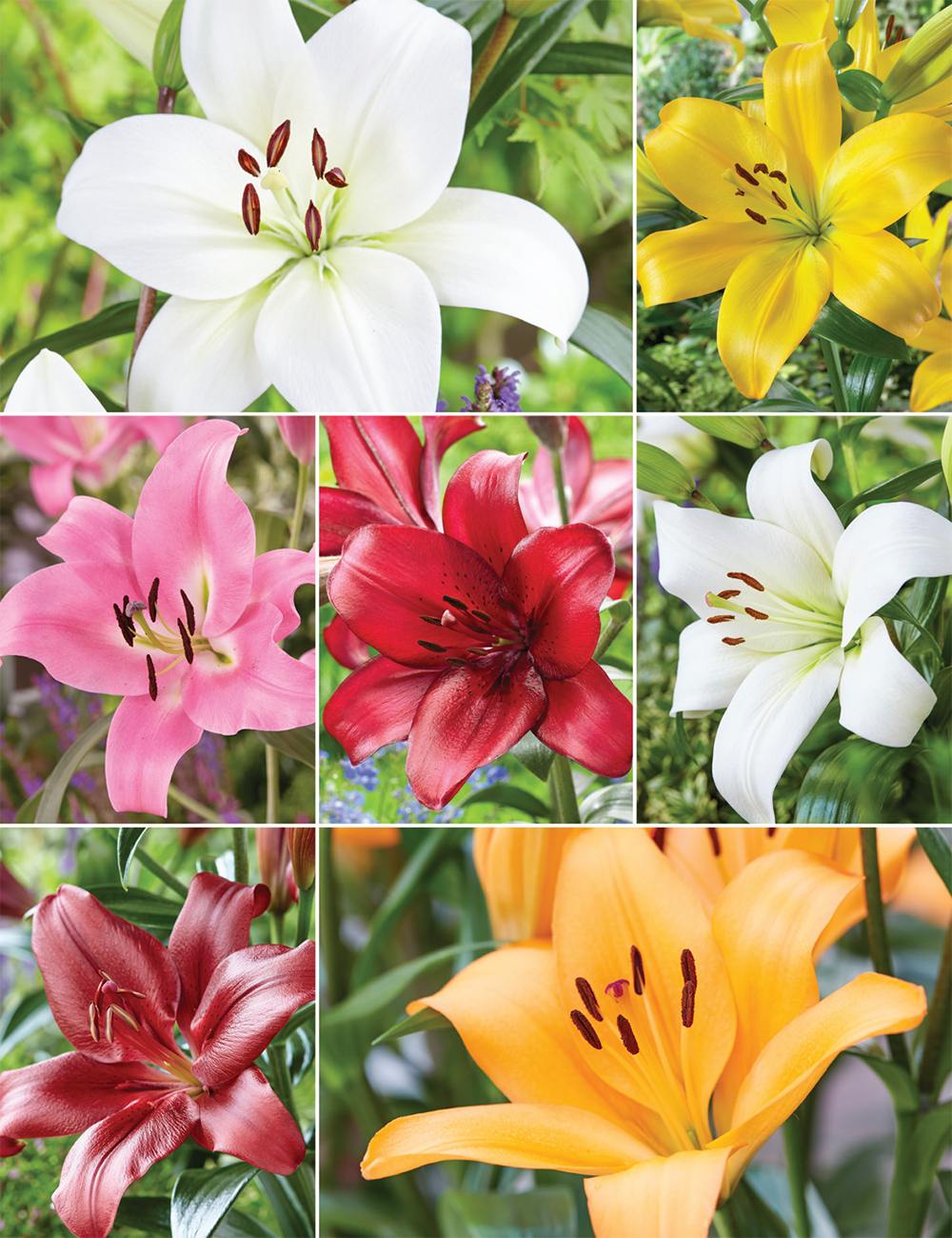 LA Lilies (reduced) Collection