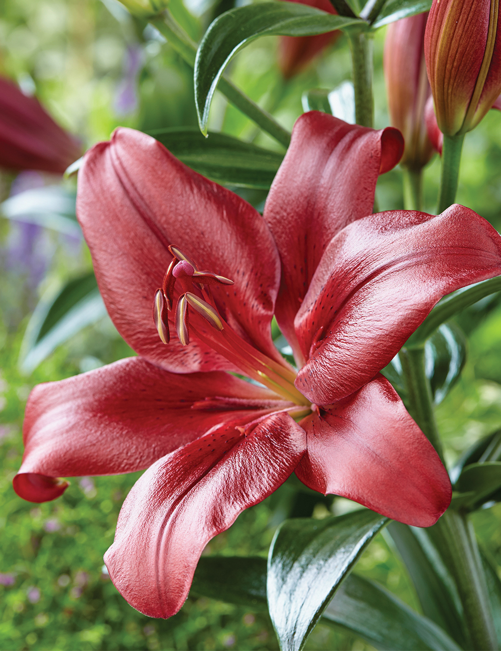 LA Lilies 'Corleone'