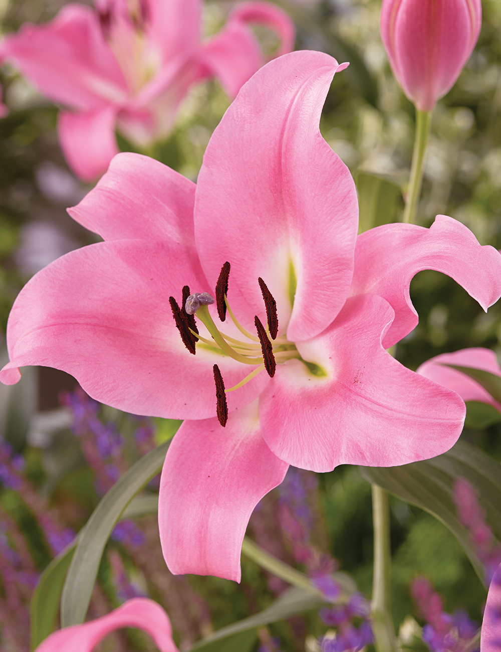 LA Lilium 'Dam Square'