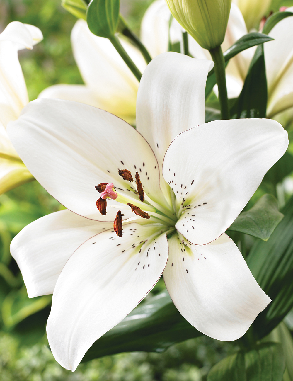 LA Lilium 'Eyeliner'