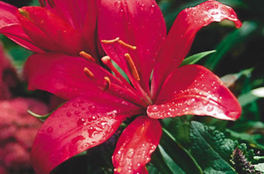 (27B) LA Lilium Fangio
