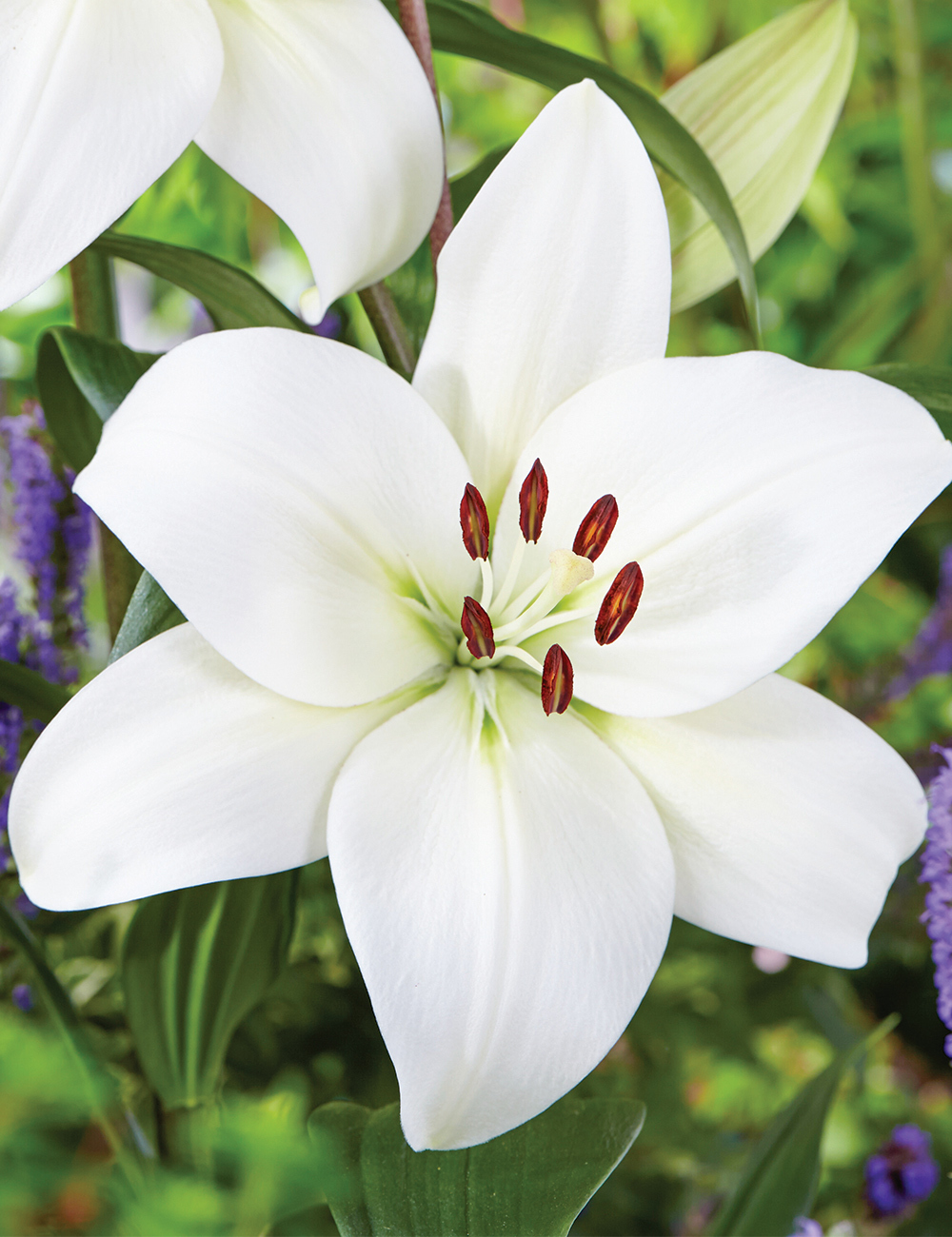 LA Lilium 'Falkland'