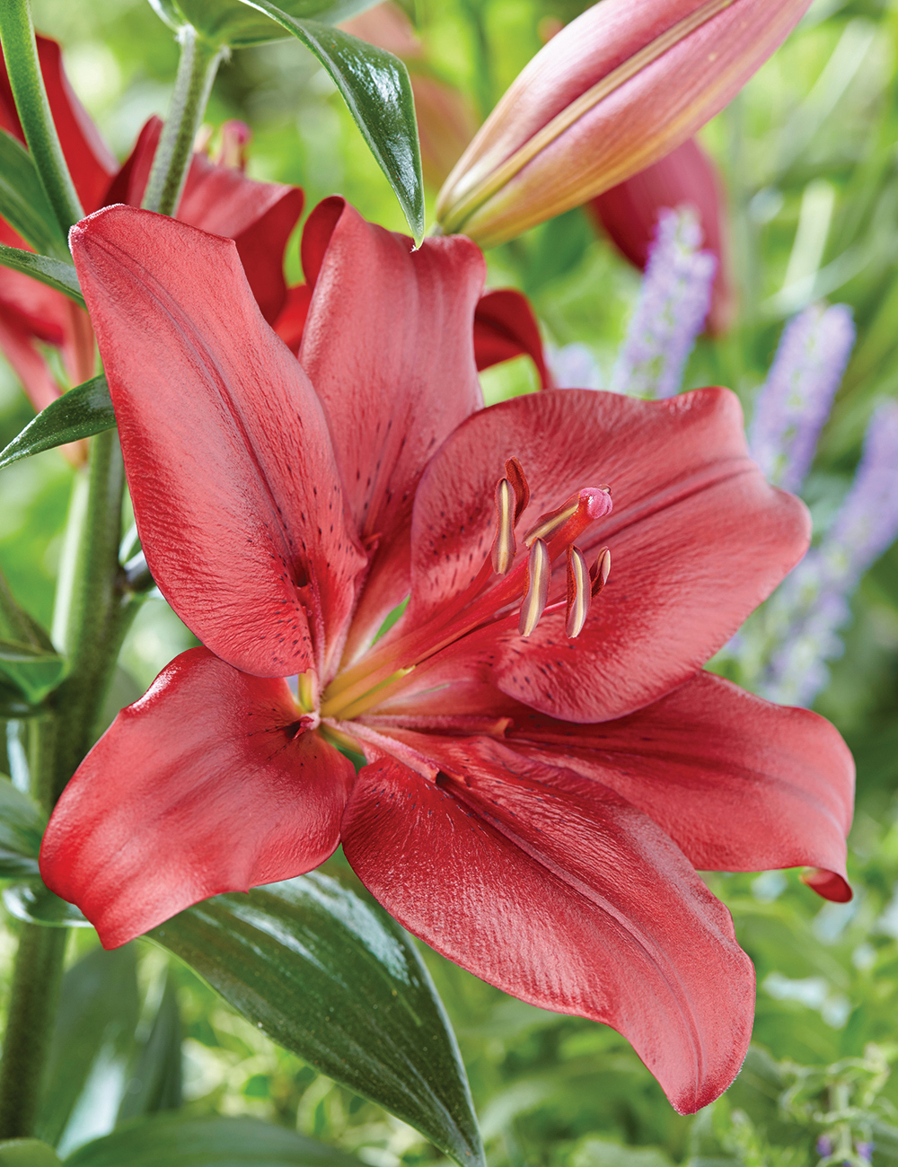 BULK BUY LA Lilies Forza Red