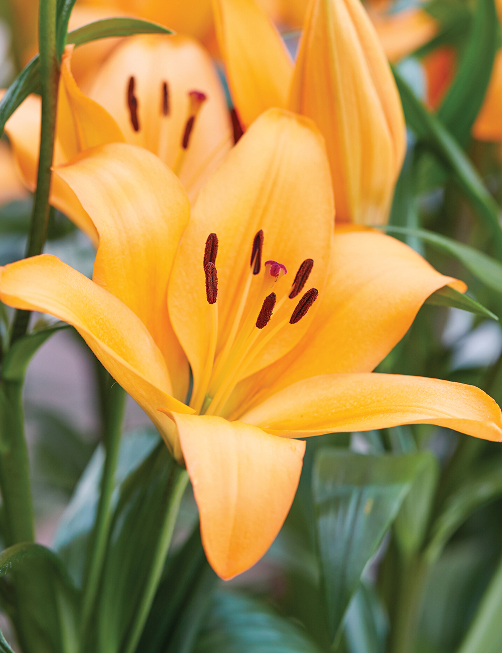 LA Lilium 'Puma'