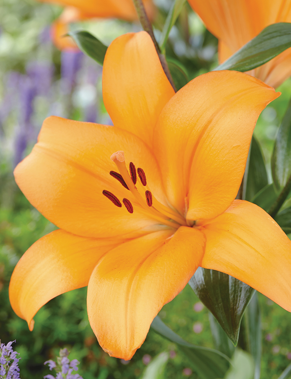 LA Lilium 'Honesty'