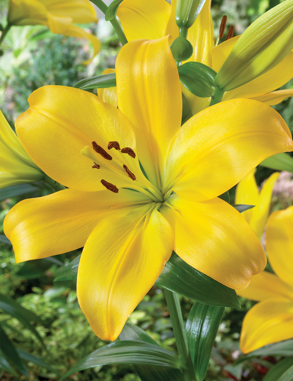 LA Lilium 'Hinault'