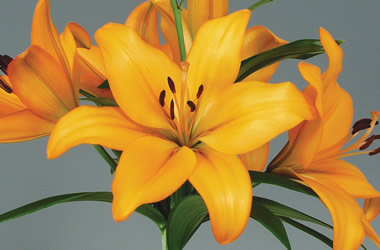 LA Lilium Indian Diamond