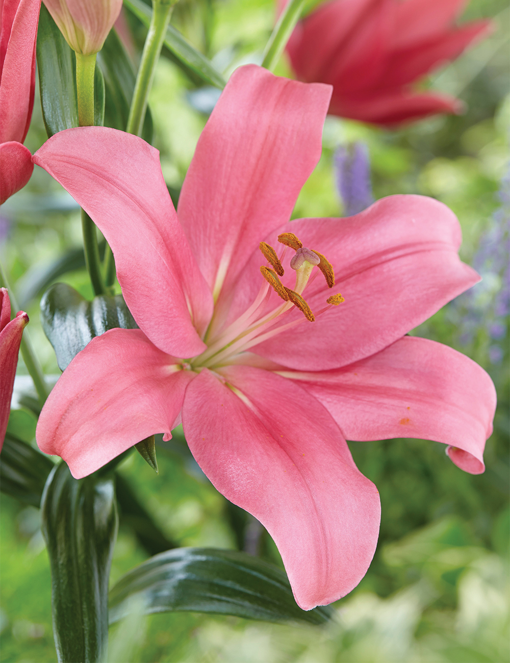 LA Lilium 'Indian Summerset'