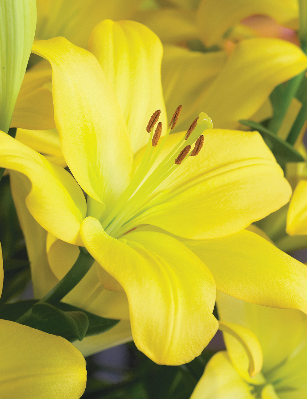 BULK BUY LA Lilium 'Nashville'