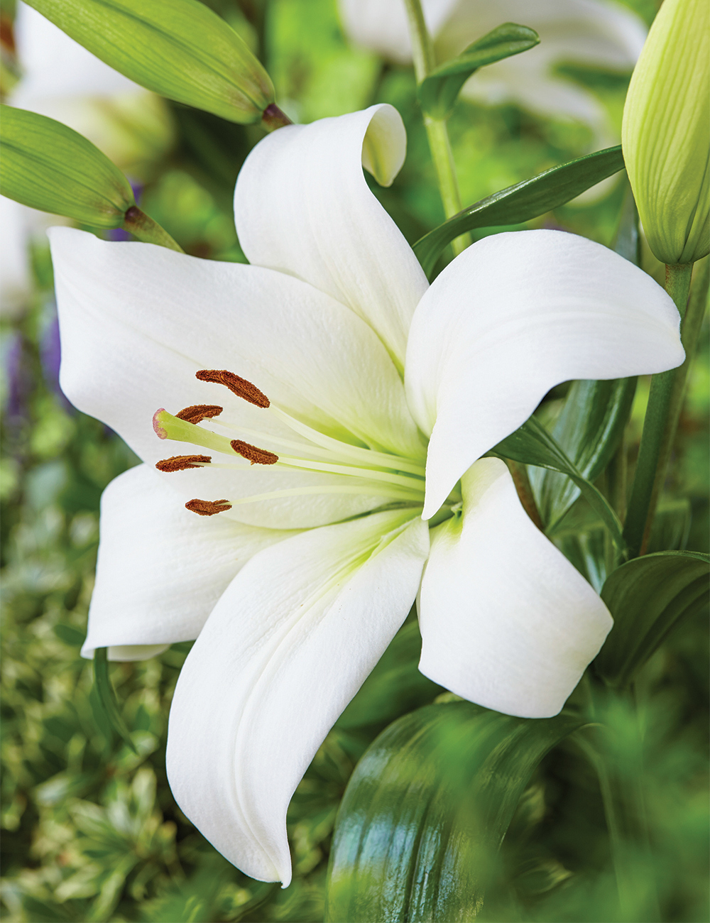 LA Lilium 'Punjab'