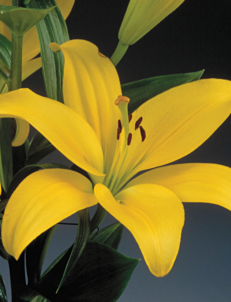 BULK BUY LA Lilies Pavia