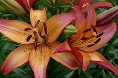 Twice Flowering Asiatic Lilies Royal Sunset