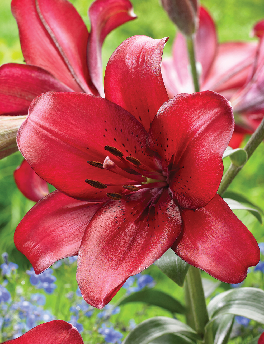 LA Lilium 'Shimla'