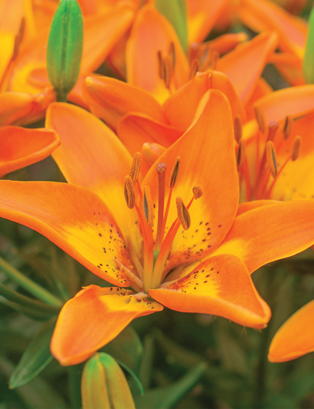 Pixie Asiatic Lilium Bright Joy