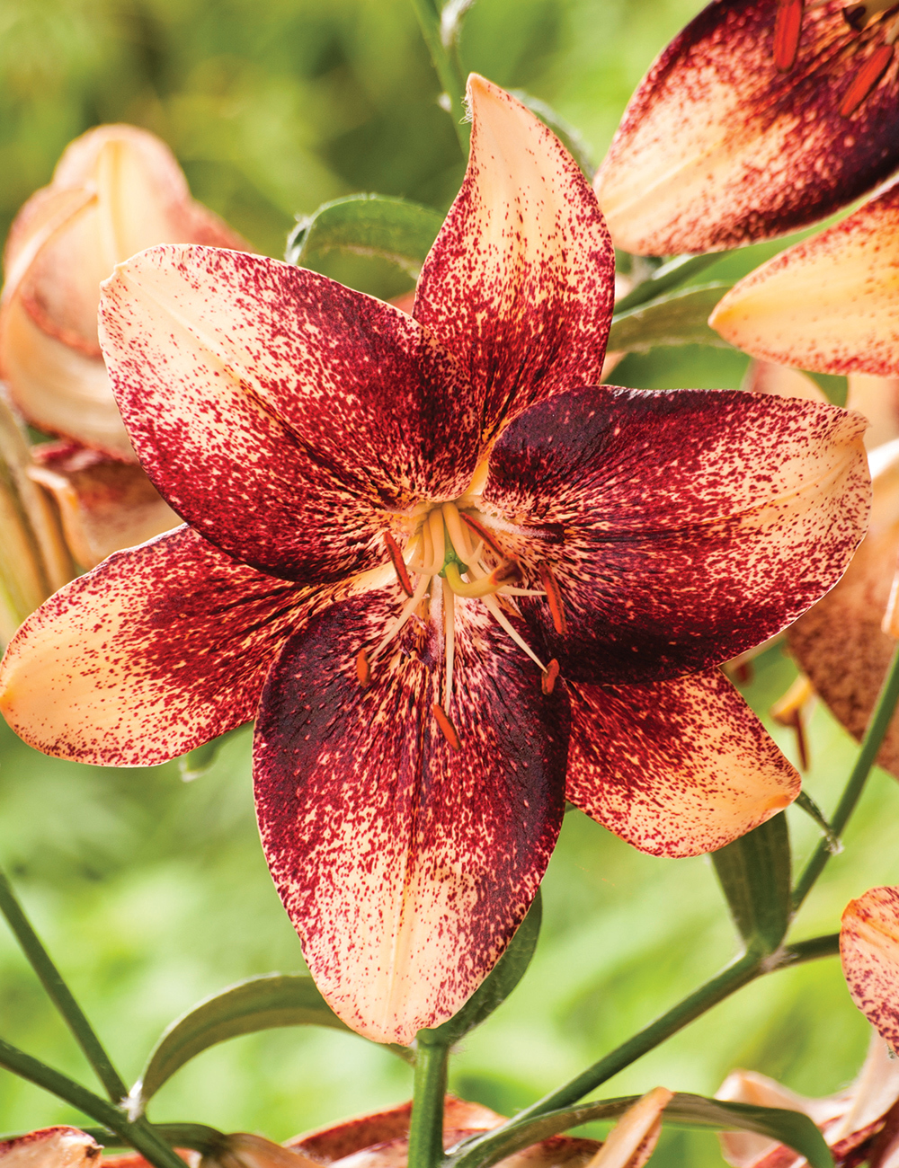 Matisse Asiatic Lilium 'Chocolate Event'