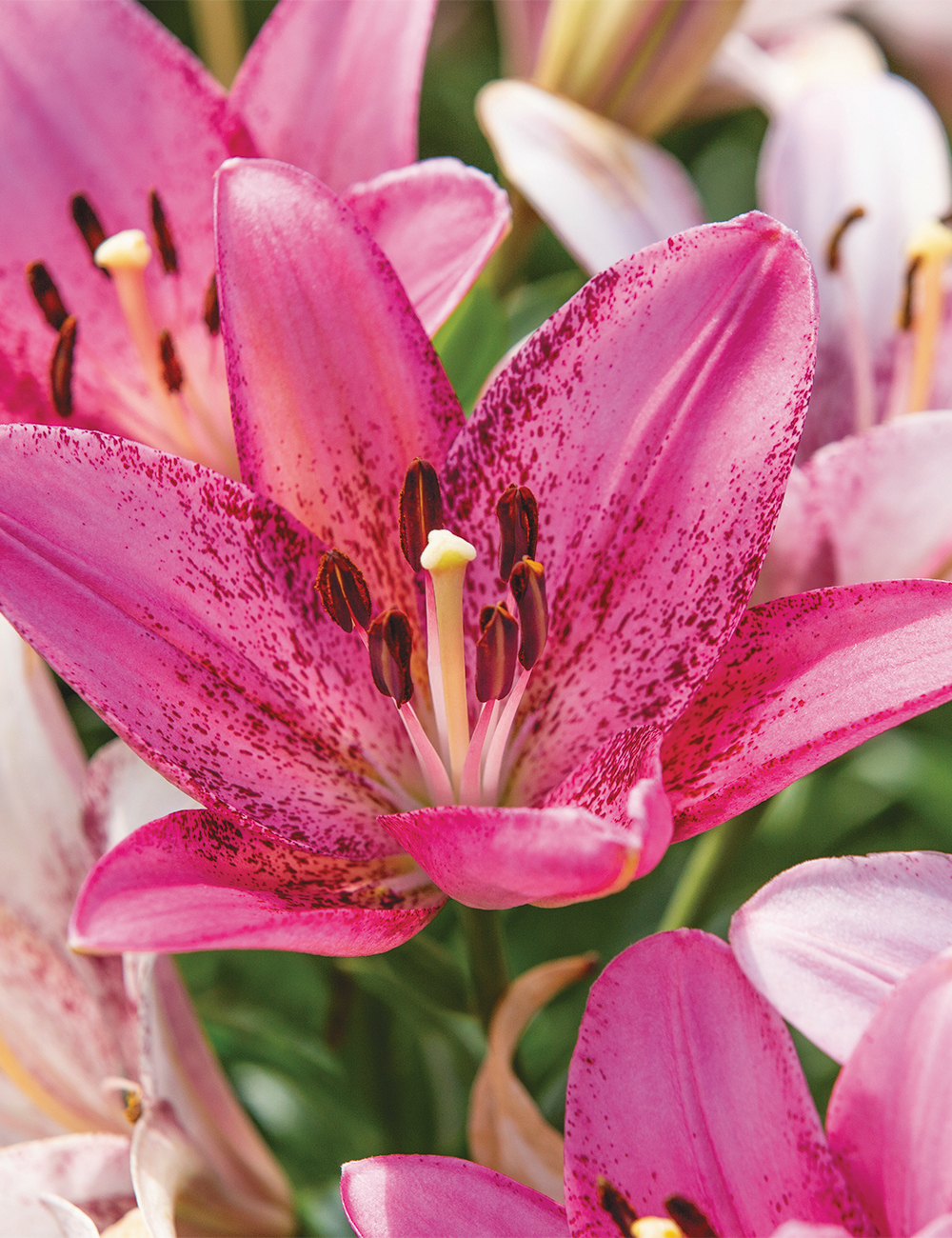 Asiatic Matisse Lilium 'Cogoleto'