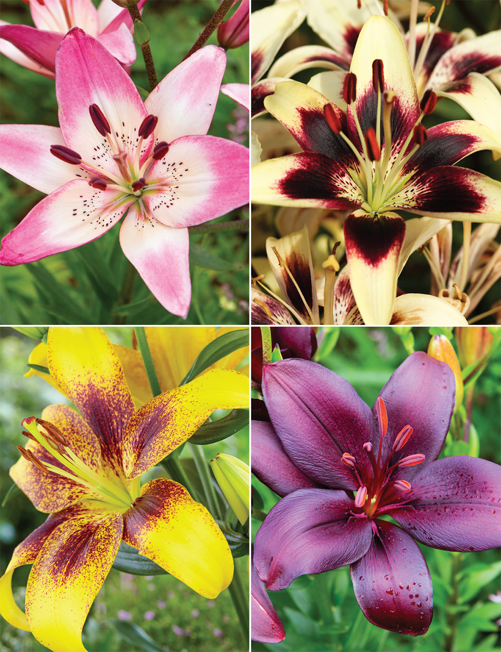 Matisse Asiatic Lilies Collection