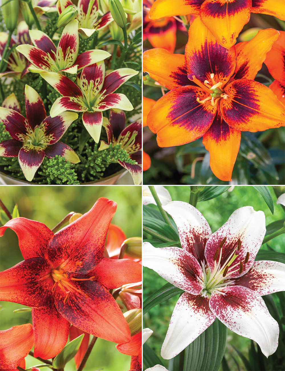 Pollen Free Lilies (reduced) Collection