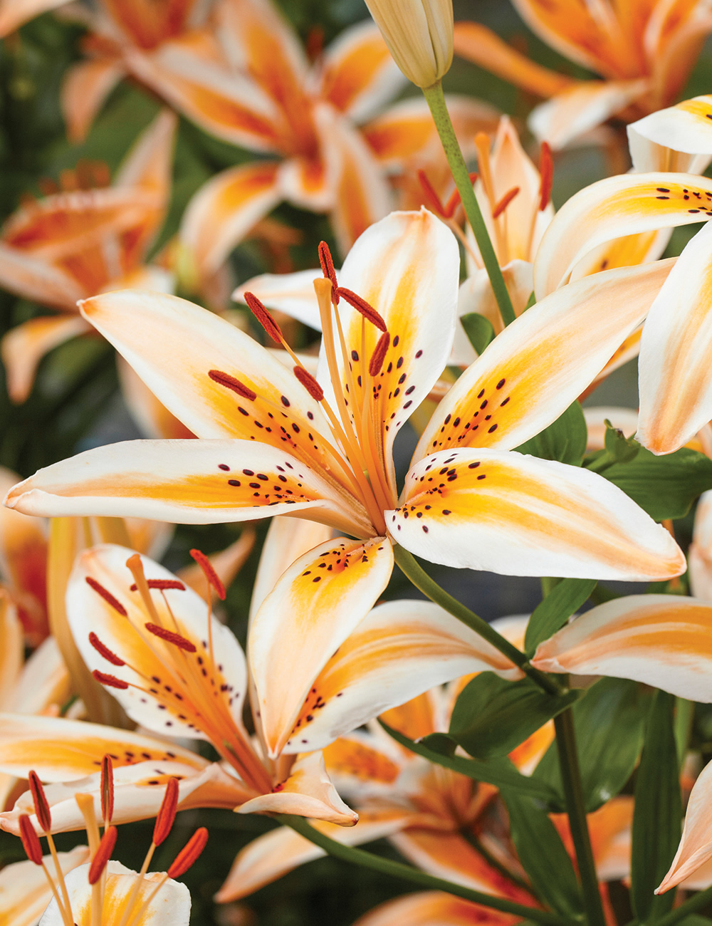 Matisse Asiatic Lilies Electric Orange