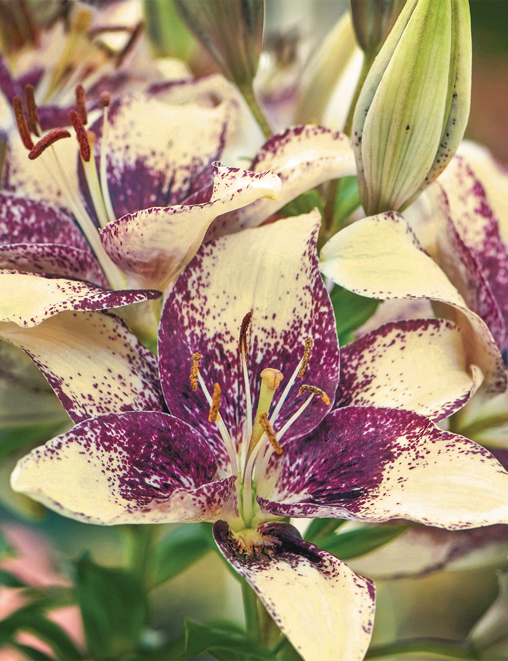 Pollen Free Lilium 'Easy Spot'