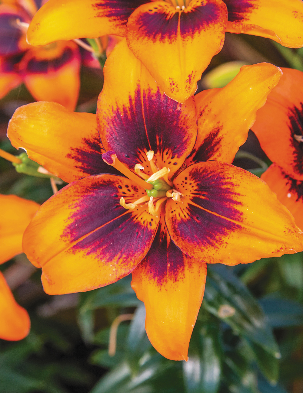 Pollen Free Lilium 'Easy Samba'