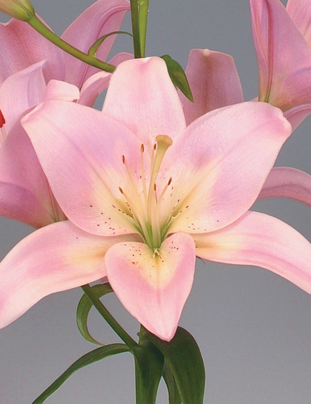 Pollen Free Lilium 'Easy Whisper'