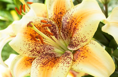 Asiatic Matisse Lily 4 You