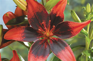 Matisse Asiatic Lilies London Heart
