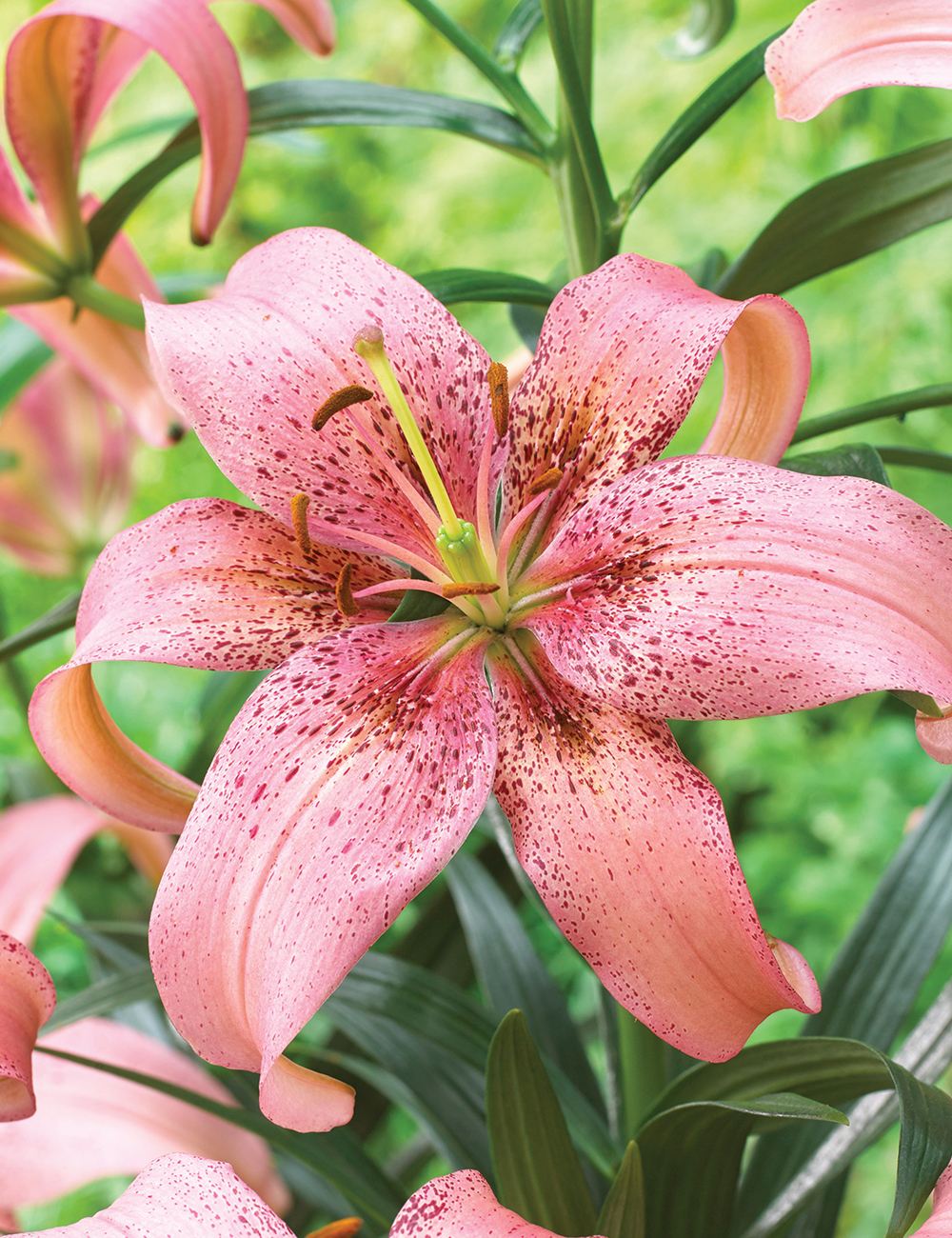 Matisse Asiatic Lilium Morpho Pink