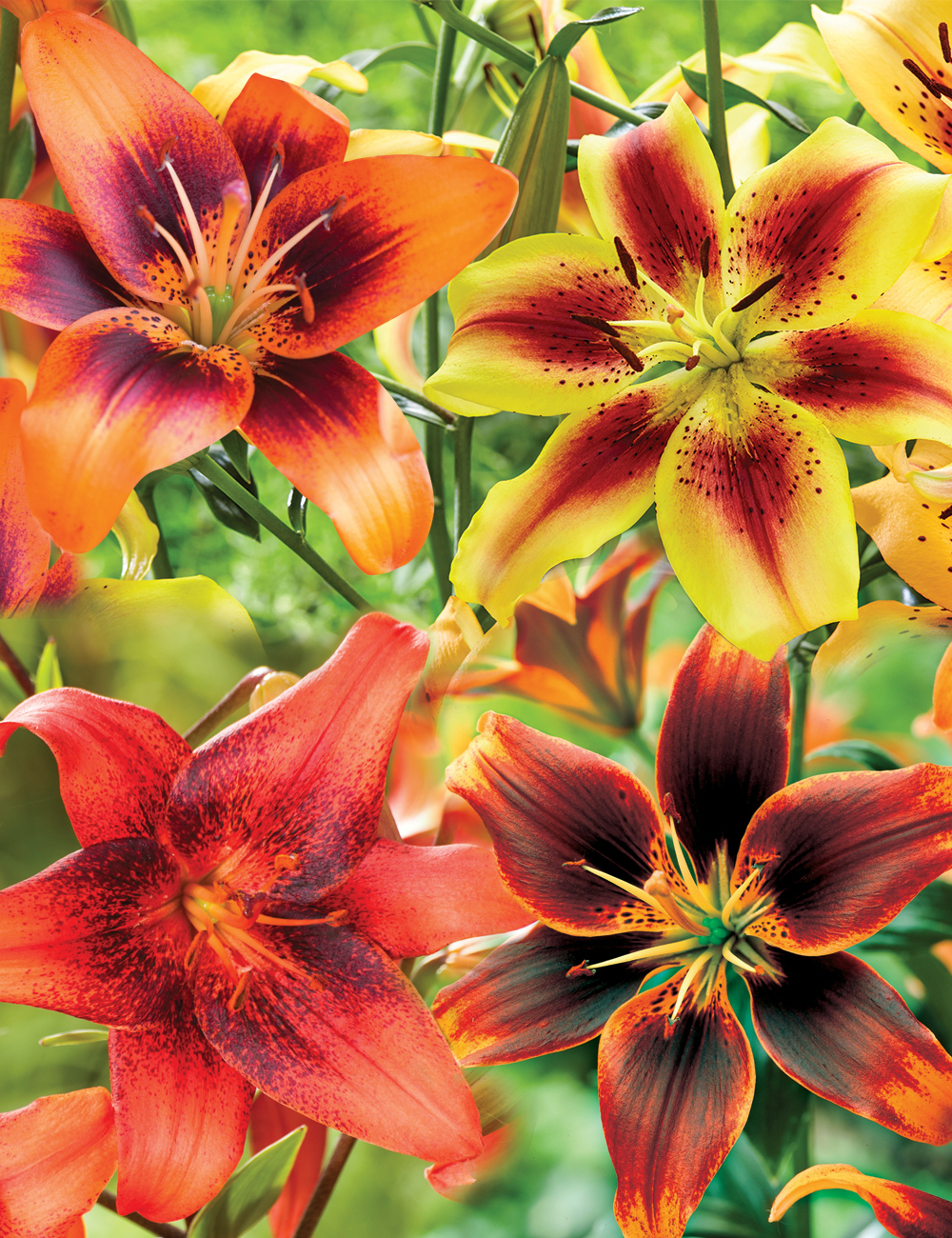 Asiatic Matisse Lilies Mixed
