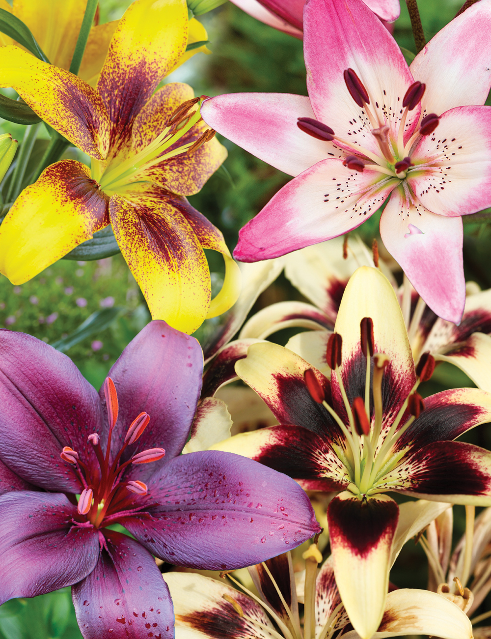 Matisse Asiatic Lilies Mixed