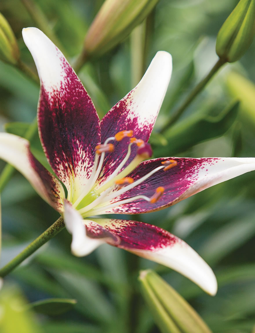 Matisse Asiatic Lilies Netty's Pride