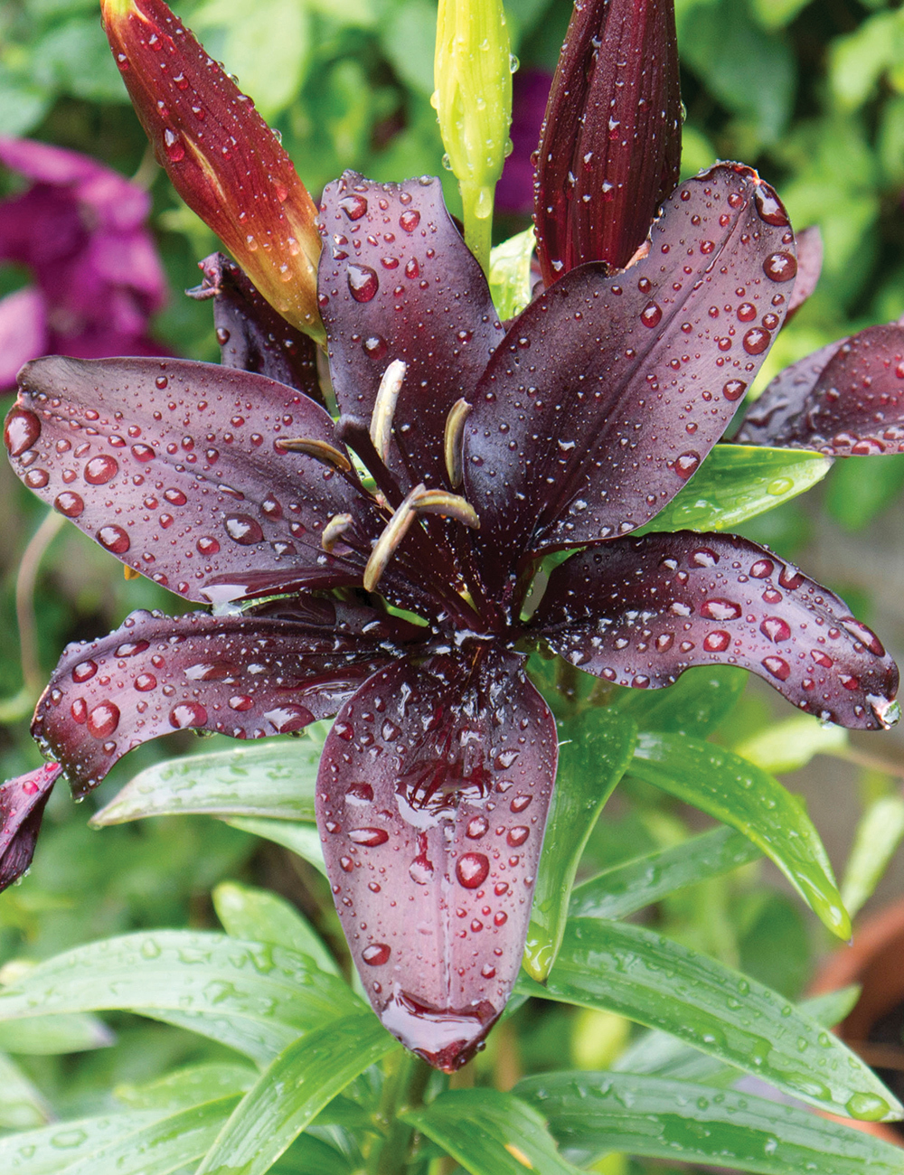 Matisse Asiatic Lilium 'Night Rider'