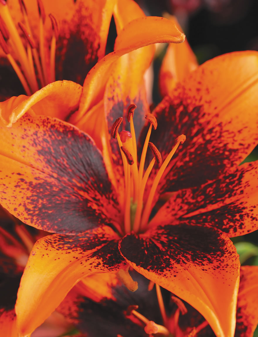 Matisse Asiatic Lilies Orange Art