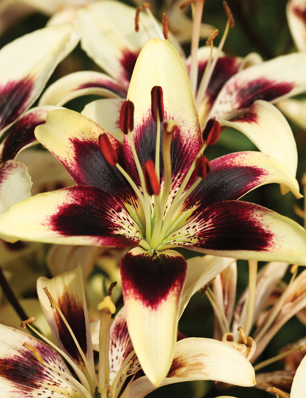 Asiatic Matisse Lilium 'Patricia's Pride'