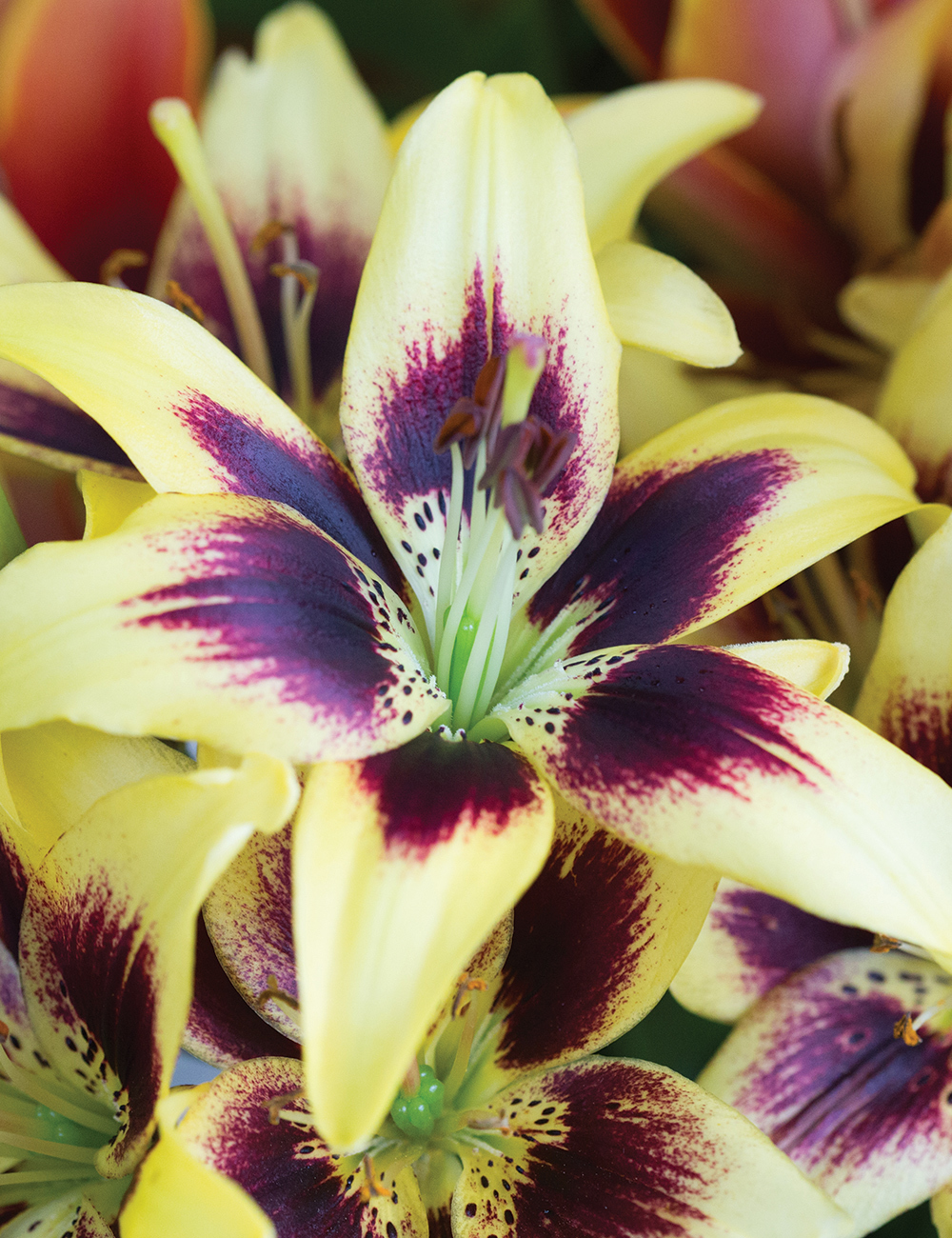 Asiatic Matisse Lilium 'Pieton'