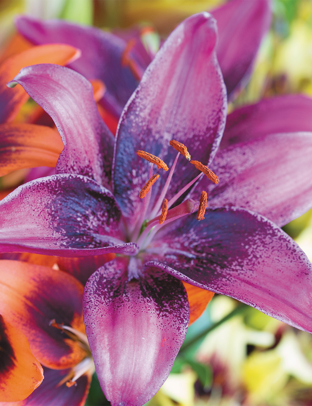 Asiatic Matisse Lilium 'Purple Eye'