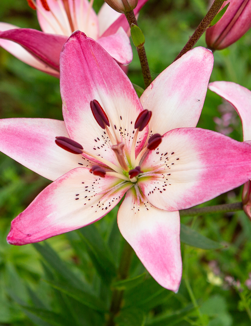 Matisse Asiatic Lilium Rosella's Dream