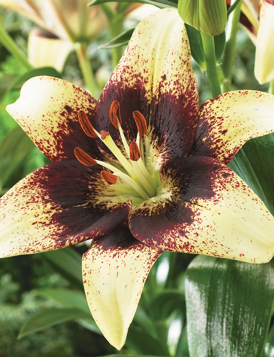 Matisse Asiatic Lilies Starburst