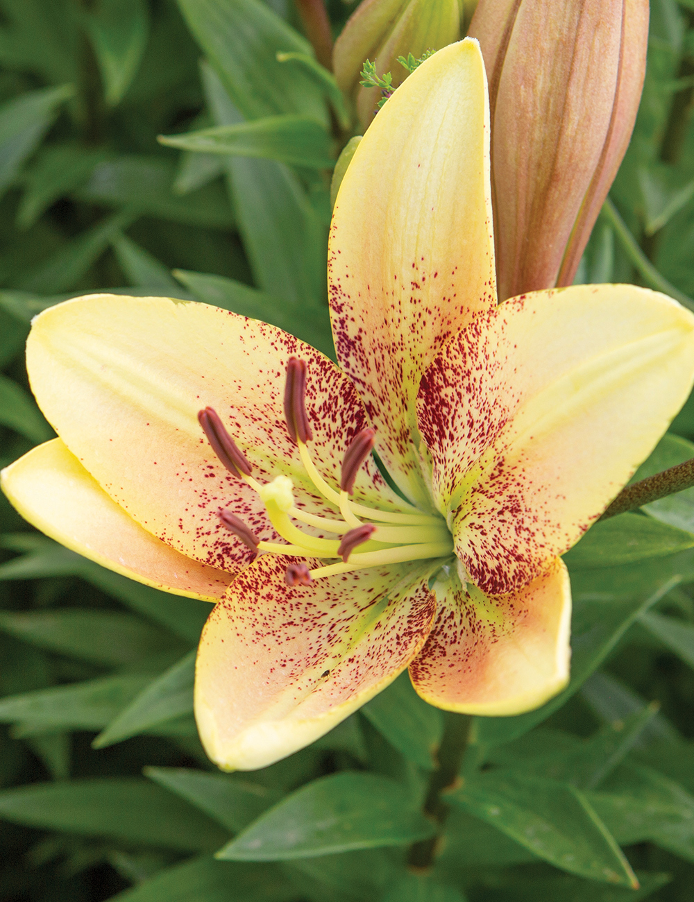 Matisse Asiatic Lilium Sweet Desire