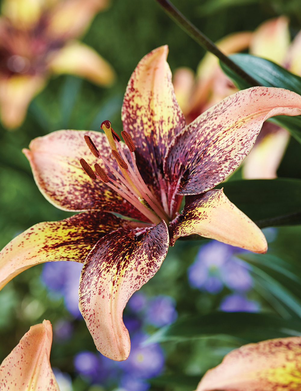 Matisse Asiatic Lilium 'Tribal Dance'