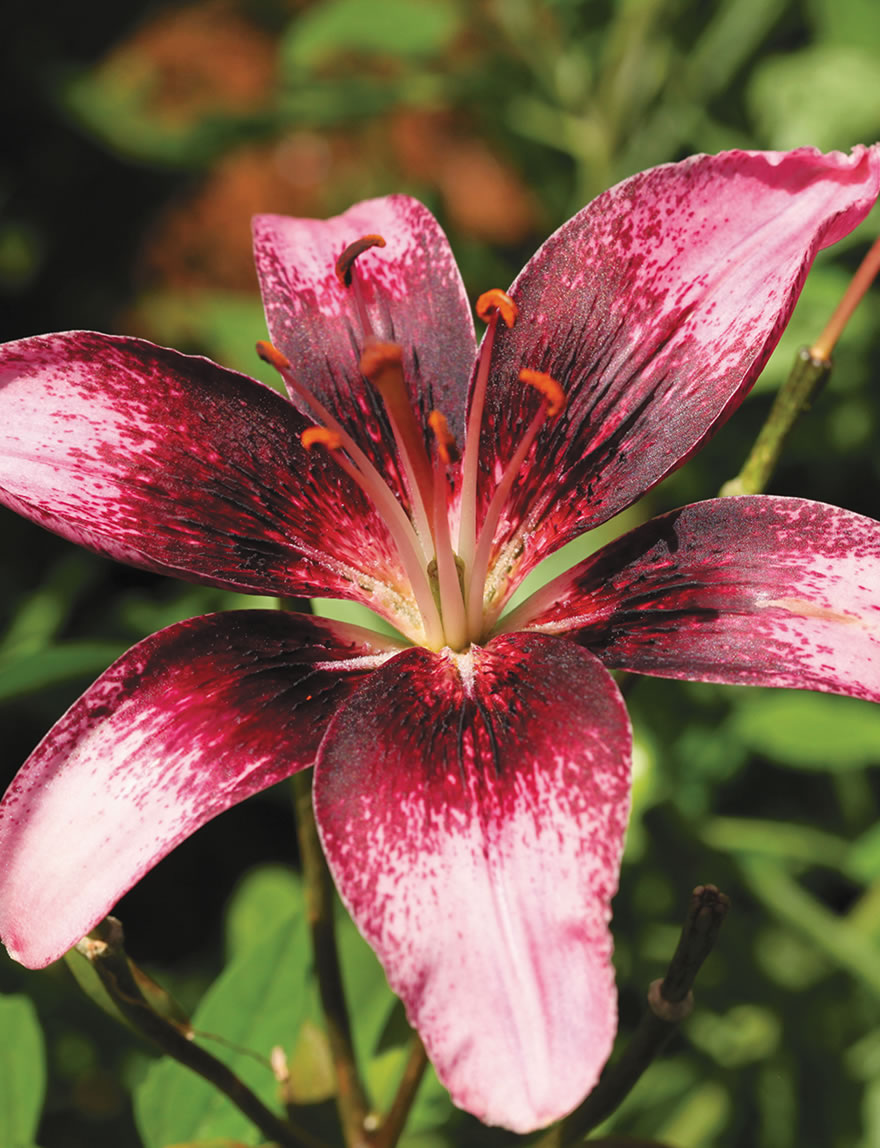 Matisse Asiatic Lilies Thesire