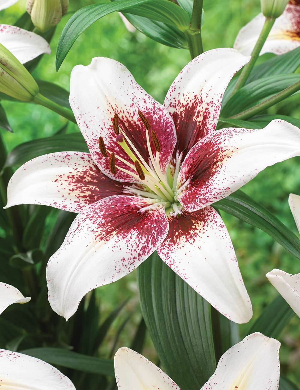 Matisse Asiatic Lilium 'Tribal Kiss'