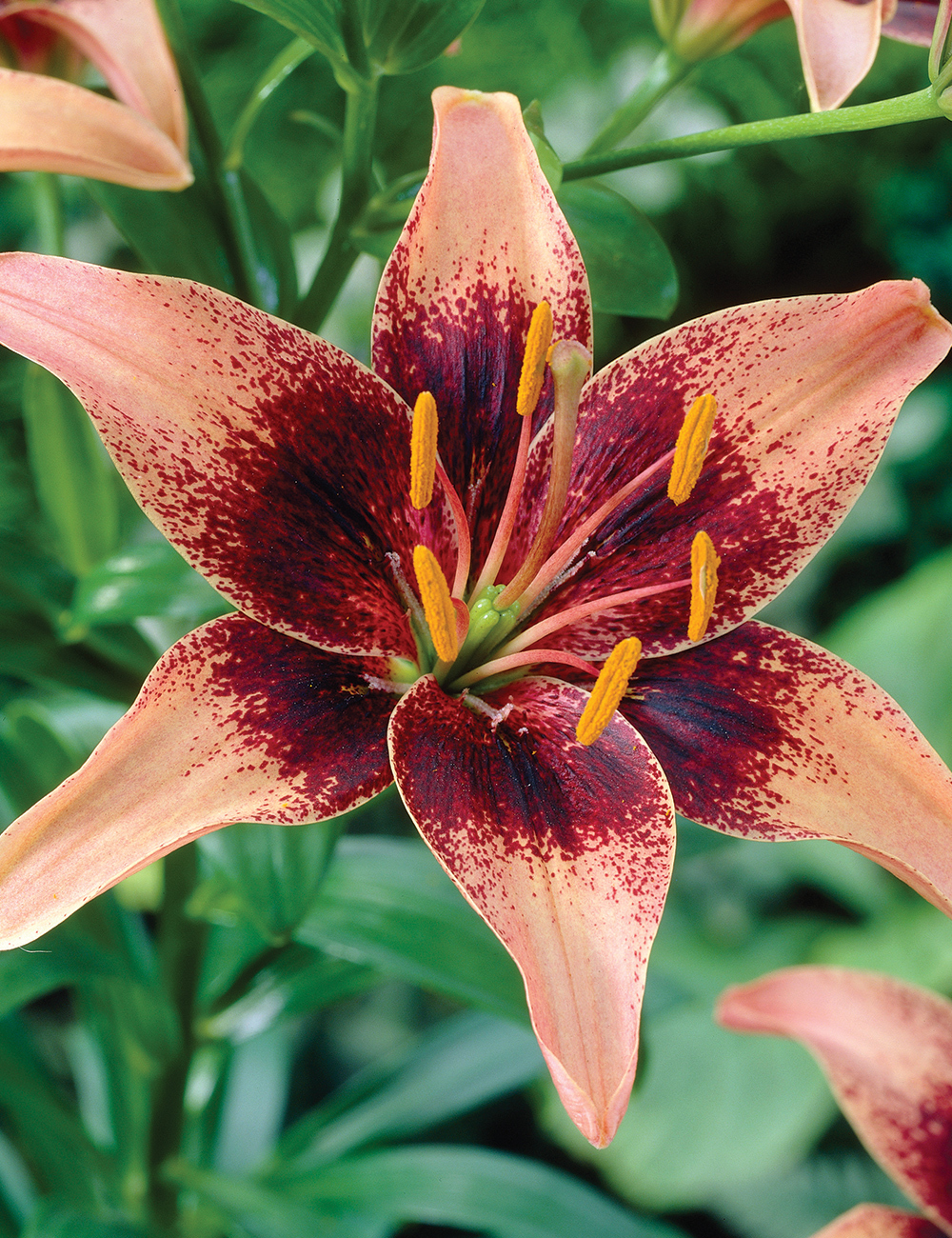 Matisse Asiatic Lilies Whistler