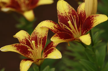 (41A) Asiatic Matisse Lily 'Wizard'